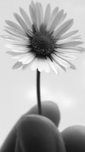 Život květin - Odtrhnutá