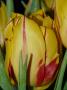 Tulipán