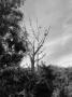 Oliver Kamm -Uschlý strom