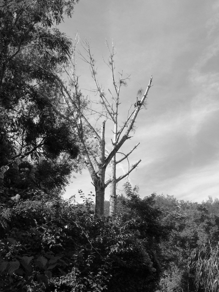 Uschlý strom