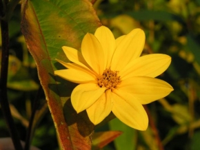 Život květin - Topinambura