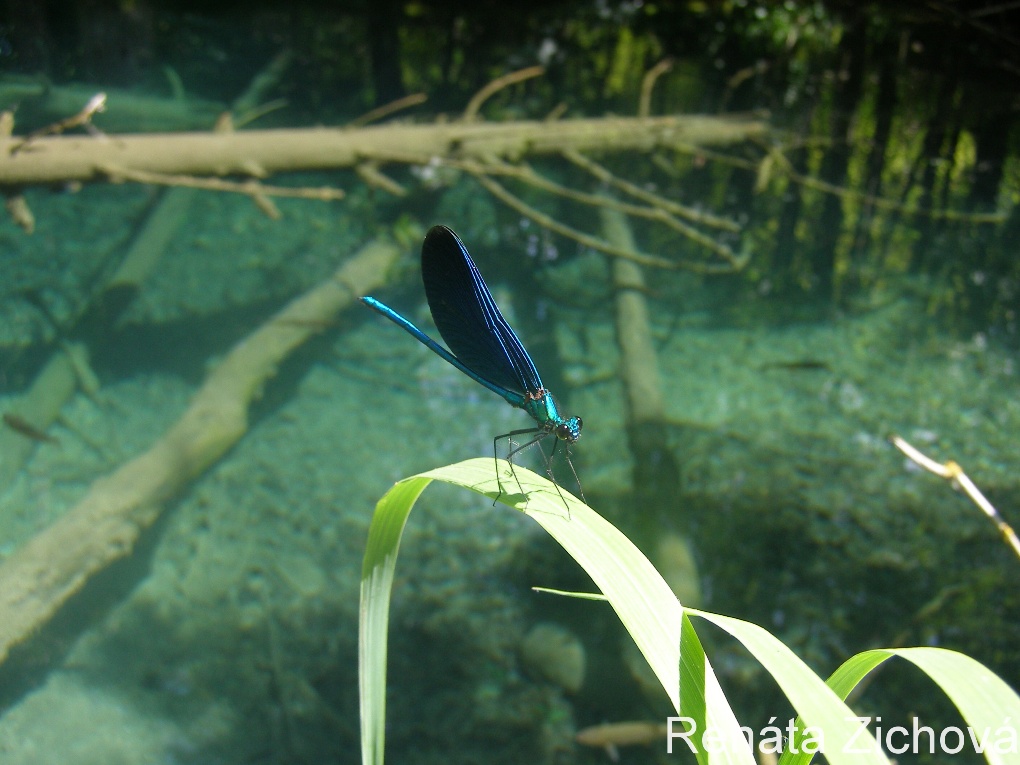Modrý lesklý motýl v národním parku Krka