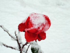 Život květin - Ledová růže