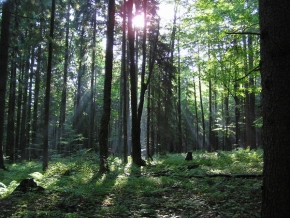 Má nejkrásnější krajina - Ticho lesa