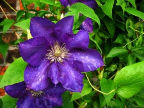 Život květin - Violet flower