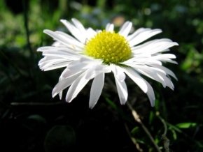 Život květin - Osamělá (sedmi)kráska