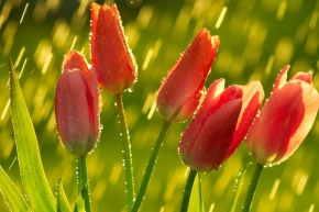 Voda je živel - Tulipány v daždi