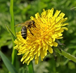 Život květin - Mlsná včielka
