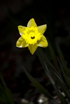Život květin - Narcistický narcis