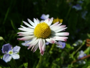 Život květin - Sedmikráska