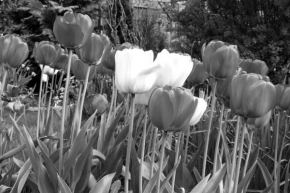 Život květin - Tulipány u oběda