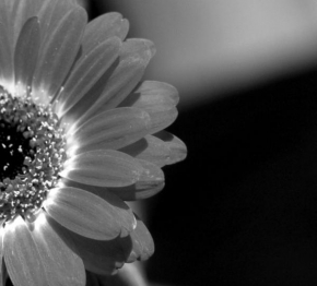 Život květin - Gerbera