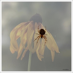 Menší než můj ukazováček - Fotograf roku - Kreativita - Pavouk a květina