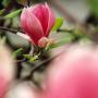 Magnolie