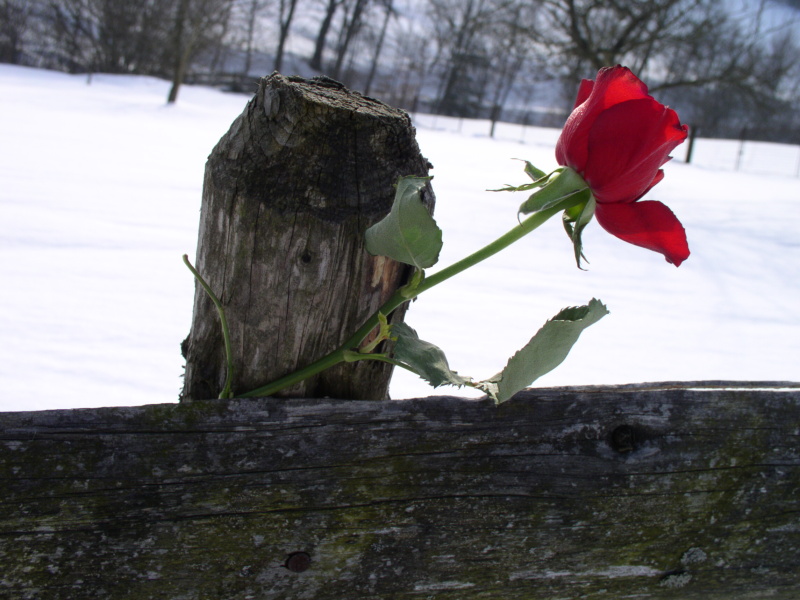 Zimní růže II