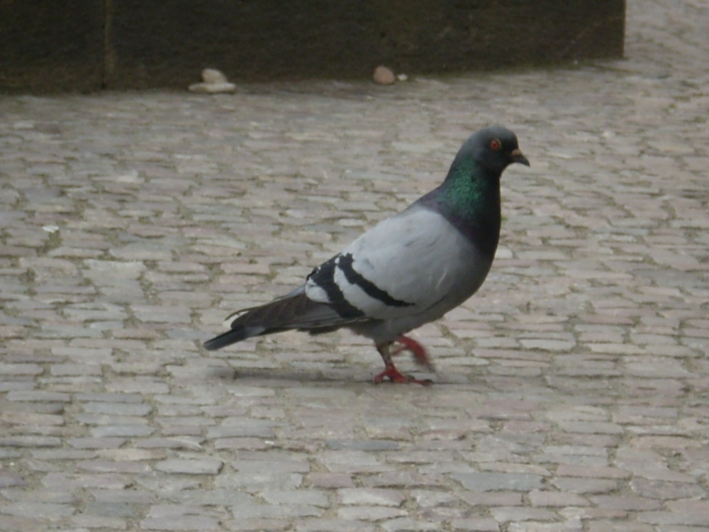 I holubi jsou součástí ulice