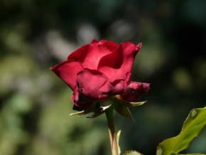 Fotograf roku v přírodě 2010 - Růže