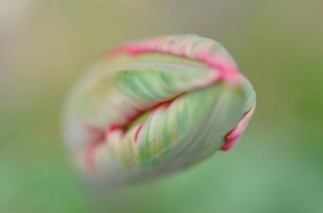 Fotograf roku v přírodě 2010 - Tulipán
