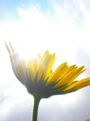 Život květin - Slunci blíž