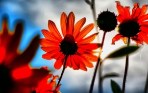 Život květin - Kvety slnka