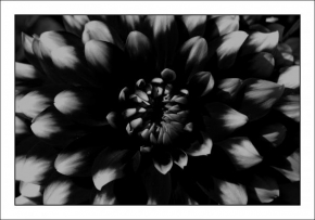 Černobílá poezie - Květina