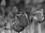 Tulipán