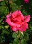 marie slapotova - Růže