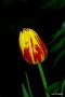 Tulipán