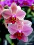 Orchidej