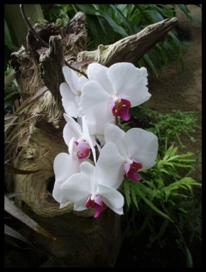 Marie Moravová - Krása orchidejí