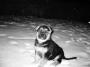 Buddy :)