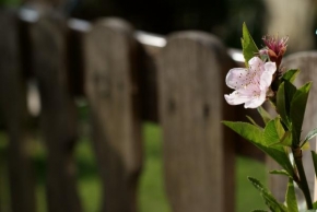 Život květin - Podél plotu