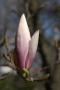 Magnolie