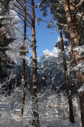 Krásy české a slovenské krajiny - Les pod sněhovou čepicí
