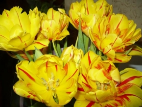 Život květin - Tulipány...
