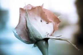 Život květin - Osídlená růže