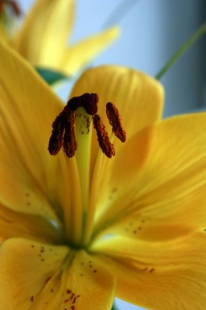 Život květin - Prašníky Lilie