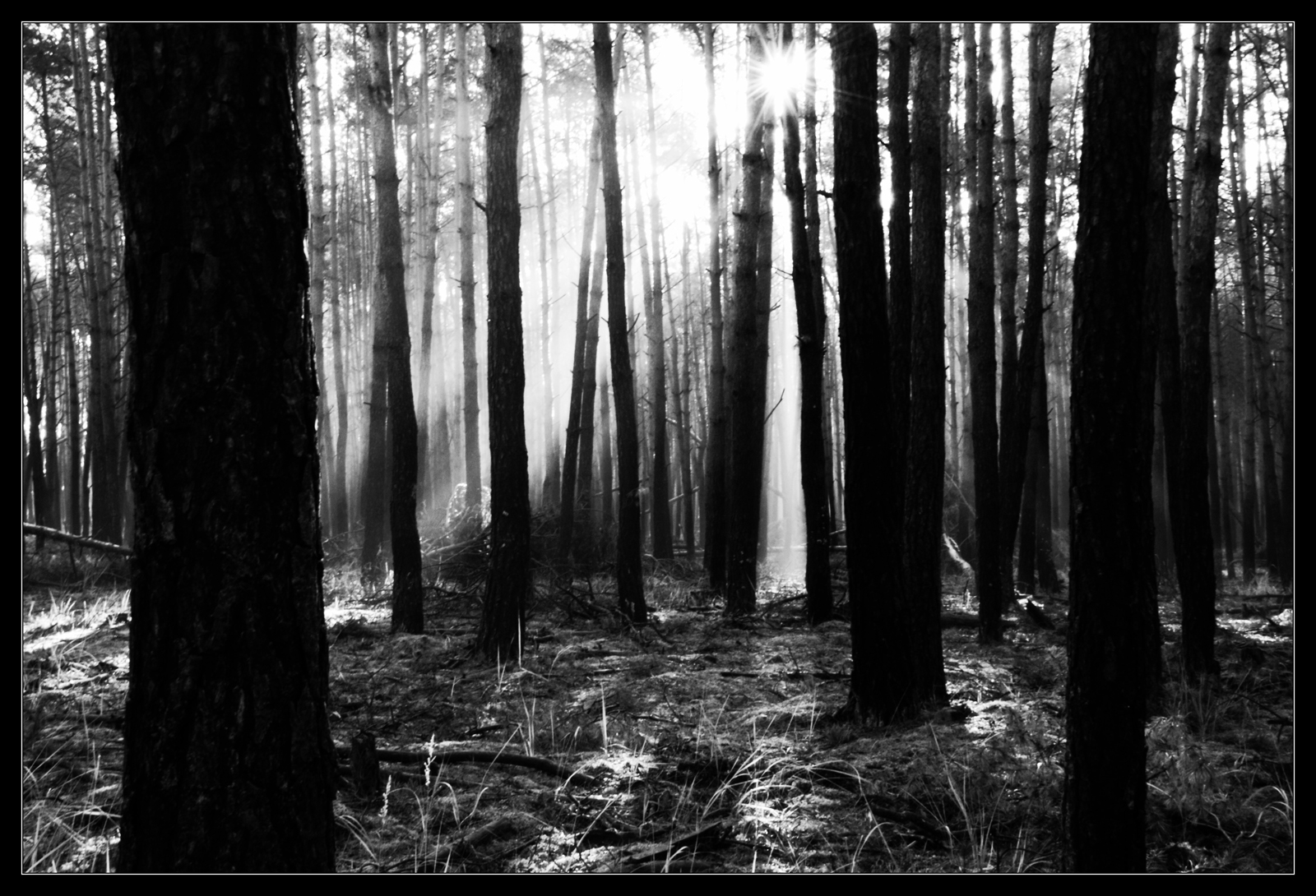 Les na Záhorí