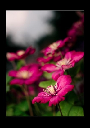 Život květin - Ciklámenová