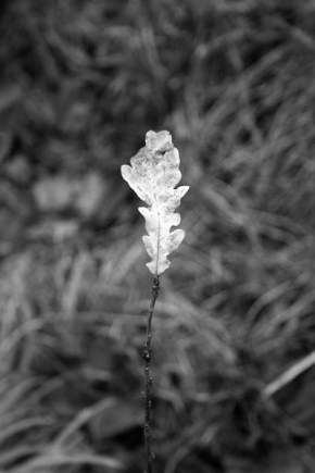 Černobílá poezie - Fotograf roku - Kreativita - Něžná samota