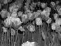 Tulipany