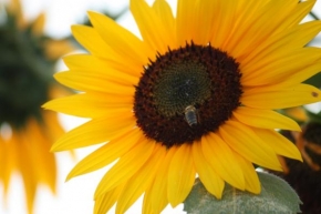 Život květin - Pilná včelka