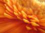 Monika Zapletalová - Gerbera
