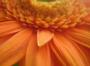 Monika Zapletalová - Detail gerbera