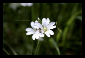Život květin - Jaro