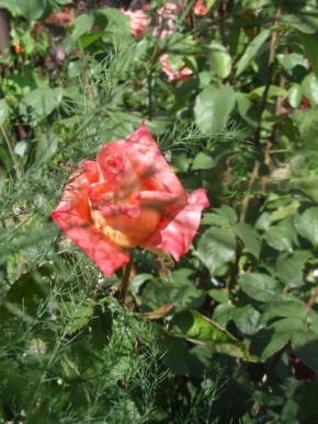 Život květin - Růžička