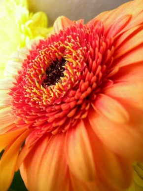 Život květin - Dotkni se