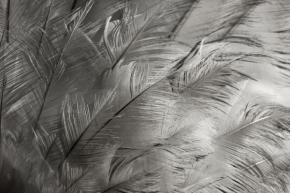 Černobílá poezie - Labutí křídlo
