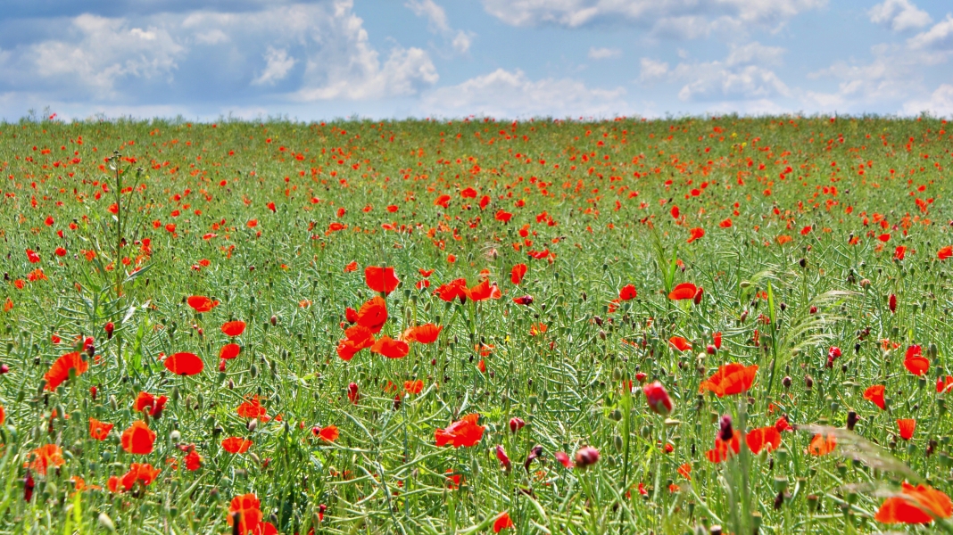 A poppy fields