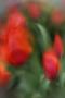 Tulipán 3